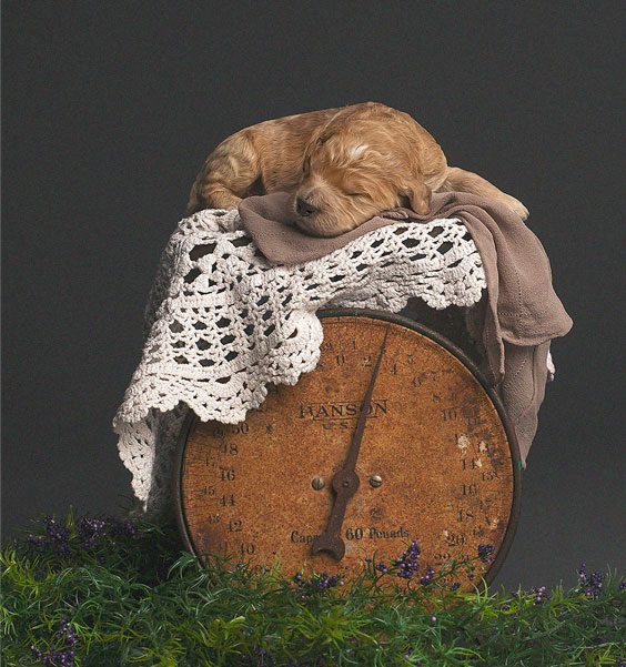 Tiny puppy sleeping on old weighing machine