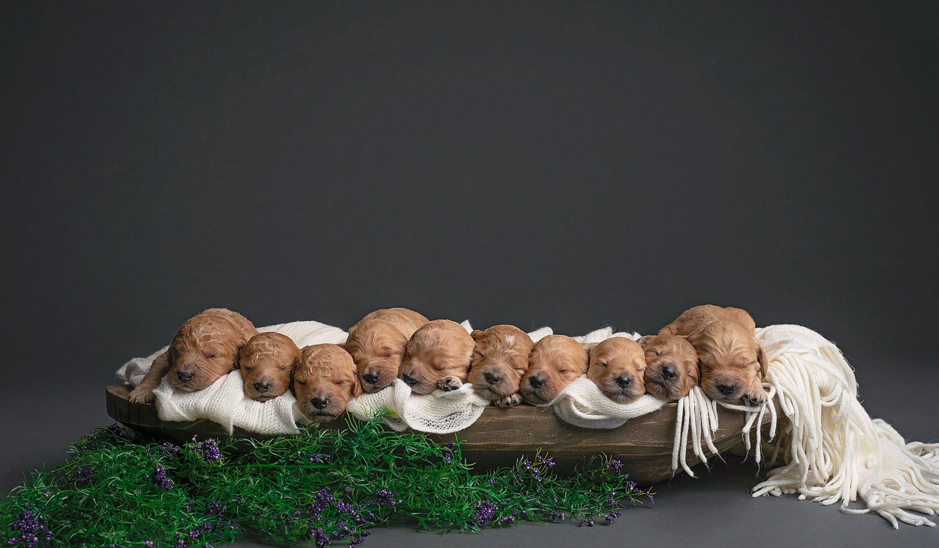 Brown puppies sleeping on a white sheet