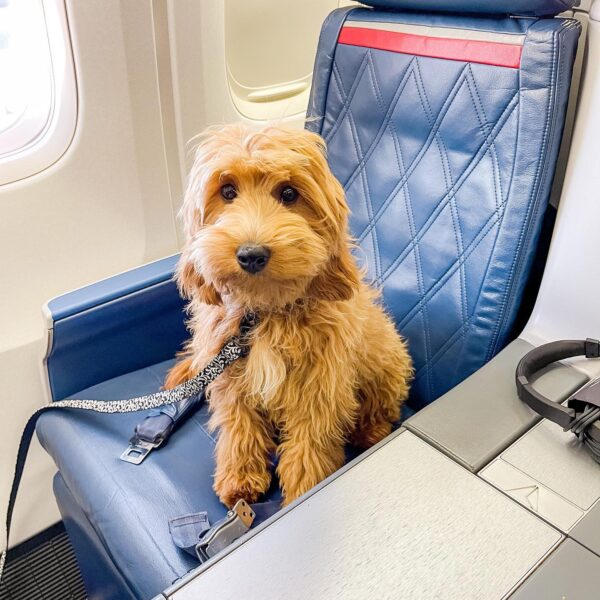 Goldendoodle on a plane